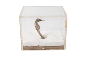 Image description is not available for 2011.39.1